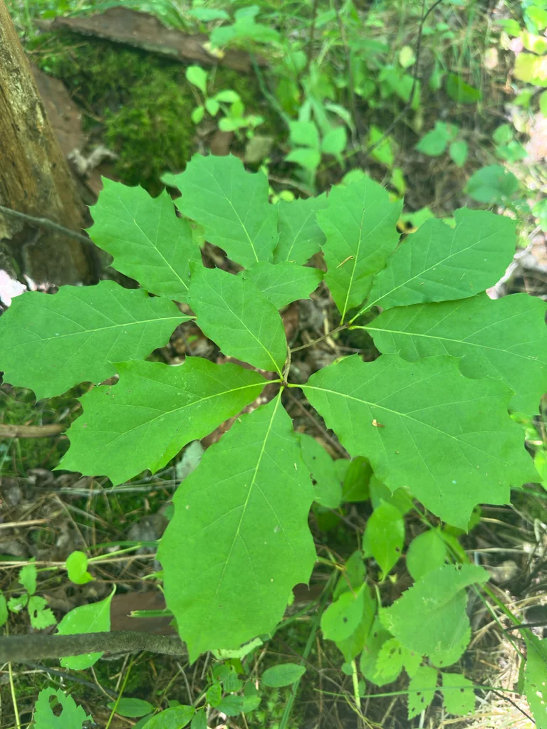 Quercus Rubra