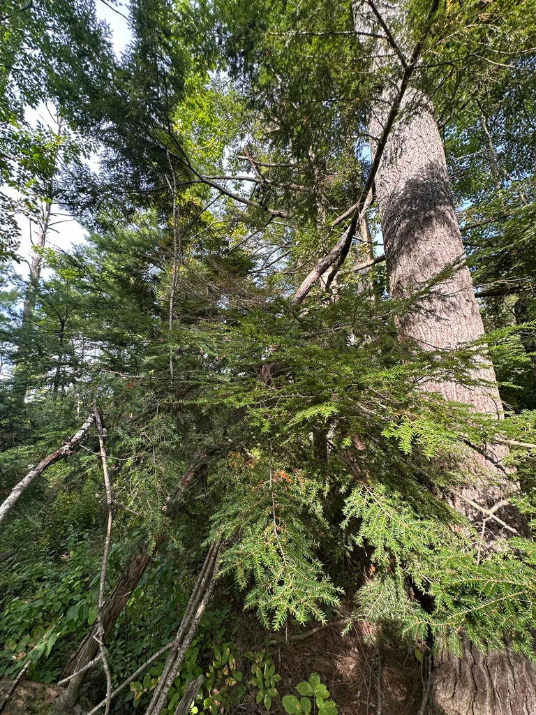 Tsuga Canadensis
