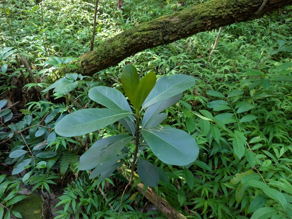 Clusia rosea