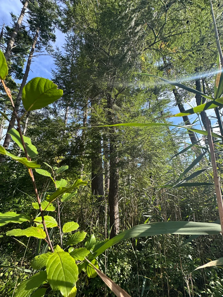Tsuga Canadensis