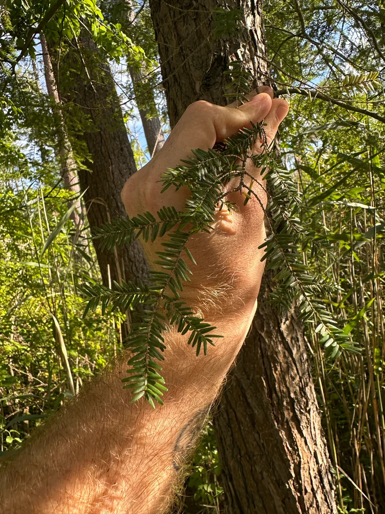 Tsuga Canadensis