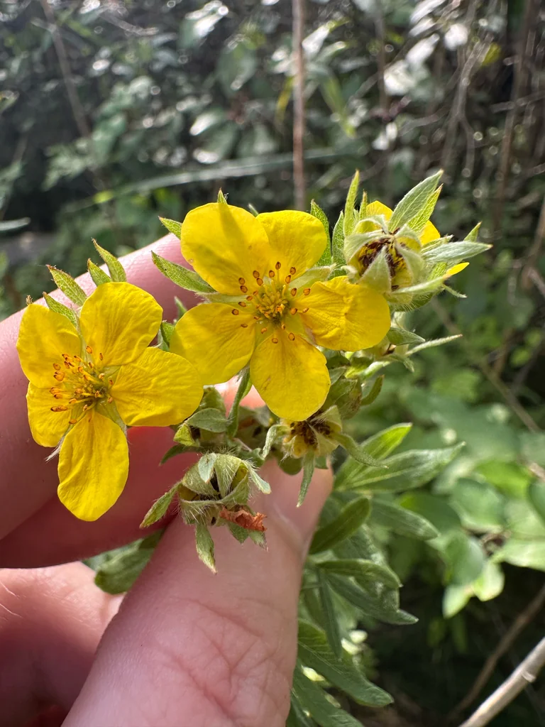 Potentilla fruticosa