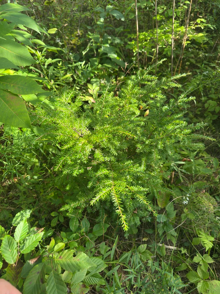 Tsuga Canadensis