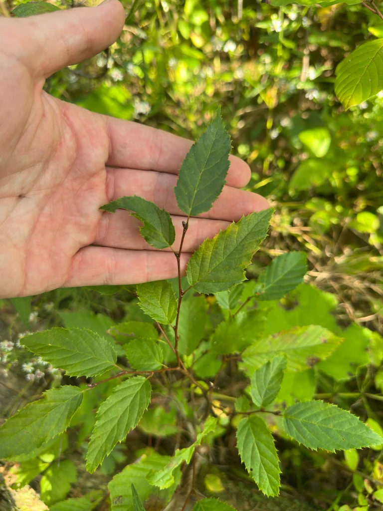 Carpinus Caroliniana