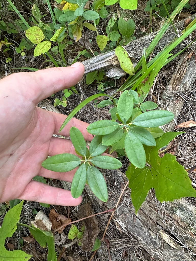 Kalmia Angustifolia