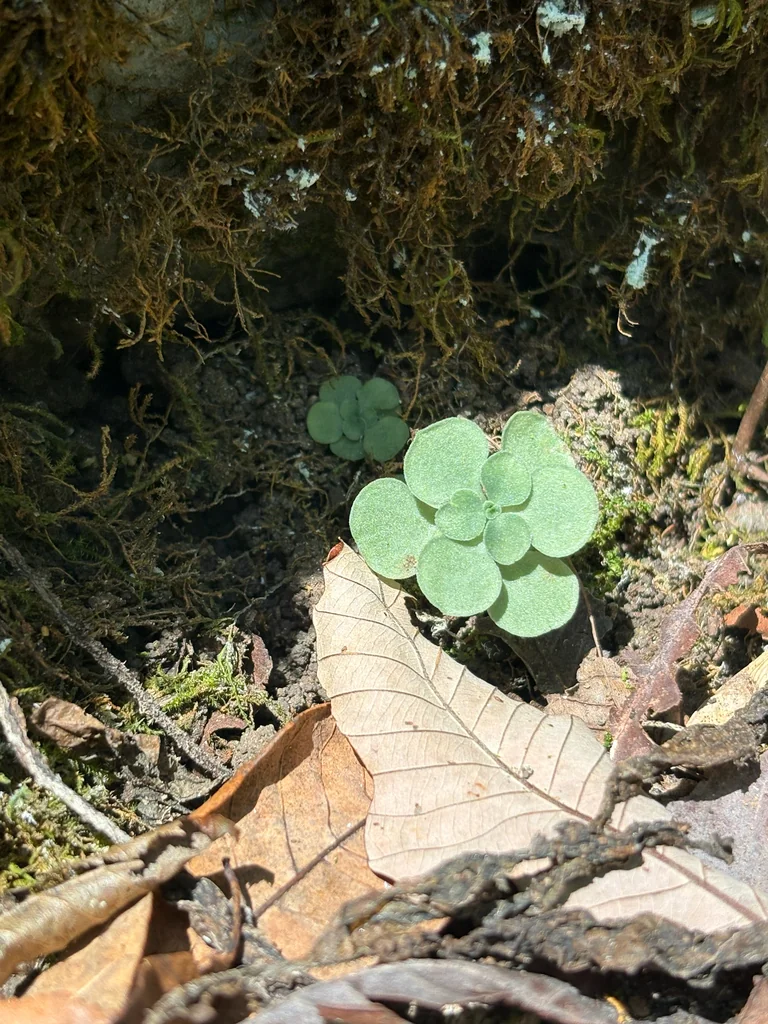 Sedum Ternatum