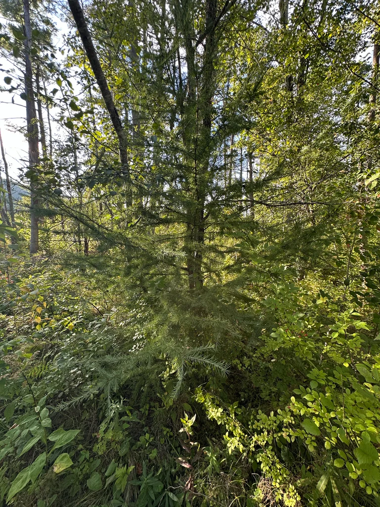 Larix Laricina