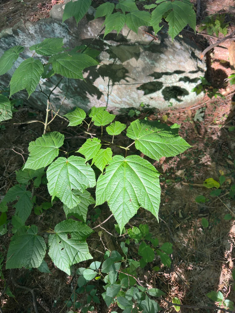 Acer Pensylvanicum
