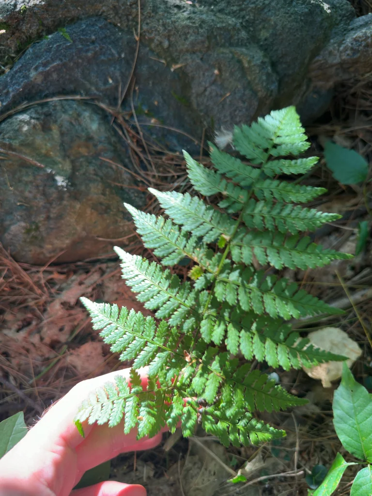 Dryopteris Intermedia