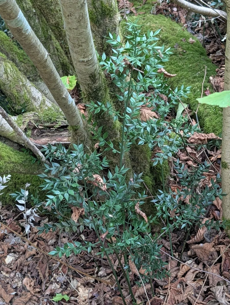 Ruscus Aculeatus