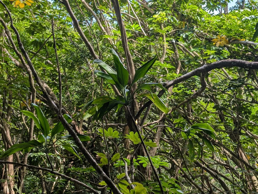 Cordyline fruticosa