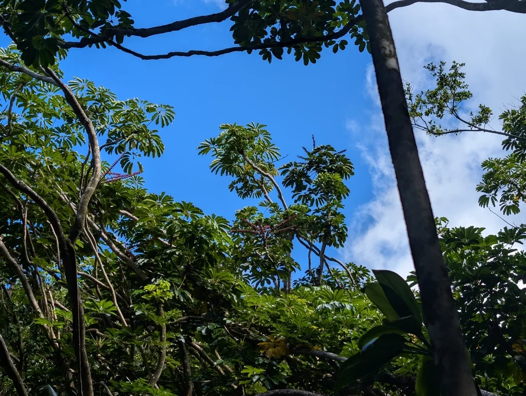Schefflera Actinophylla