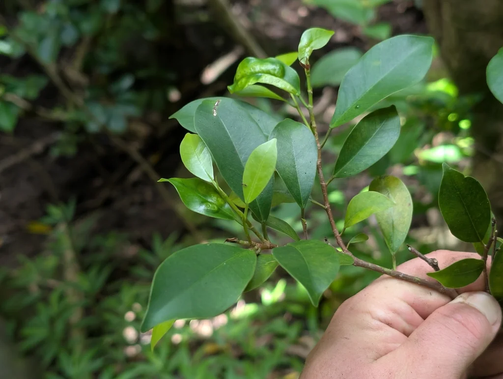 Ficus microcarpa