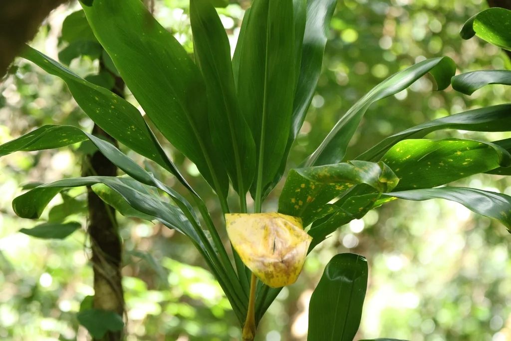 Cordyline fruticosa