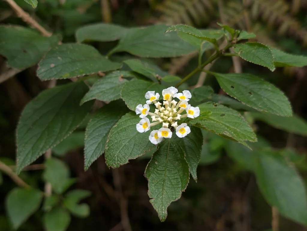 Lantana camara