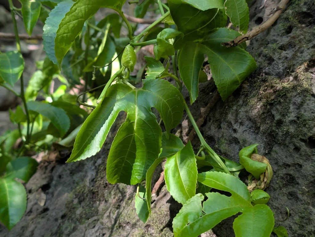 Passiflora Edulis