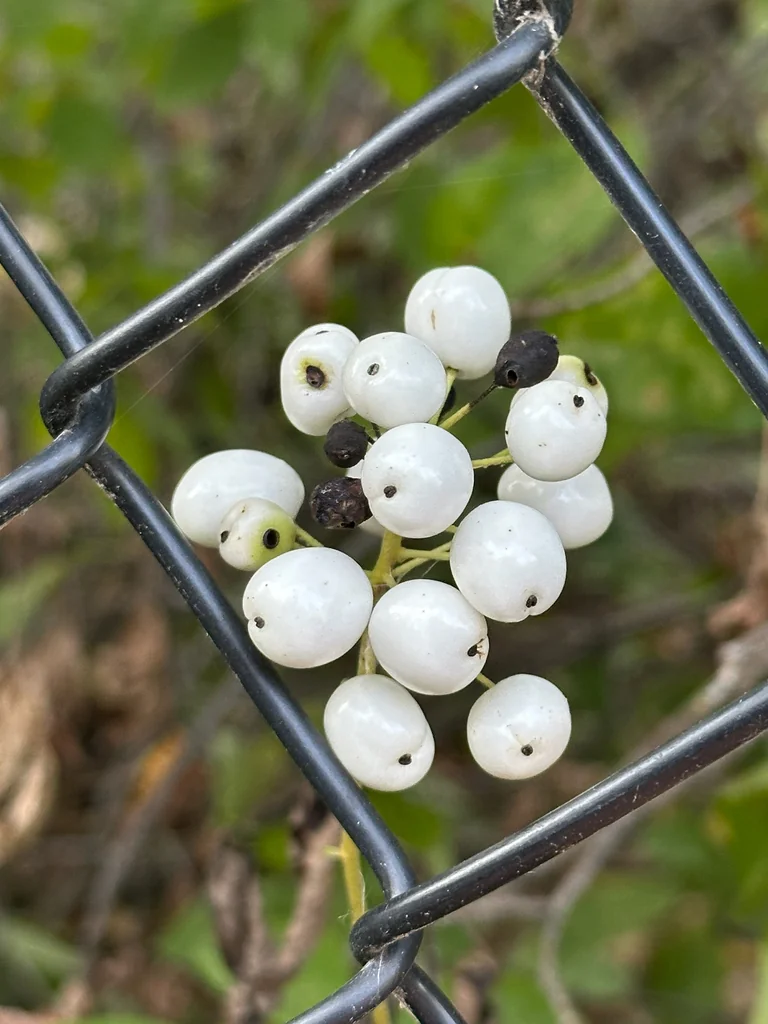 Actaea Rubra