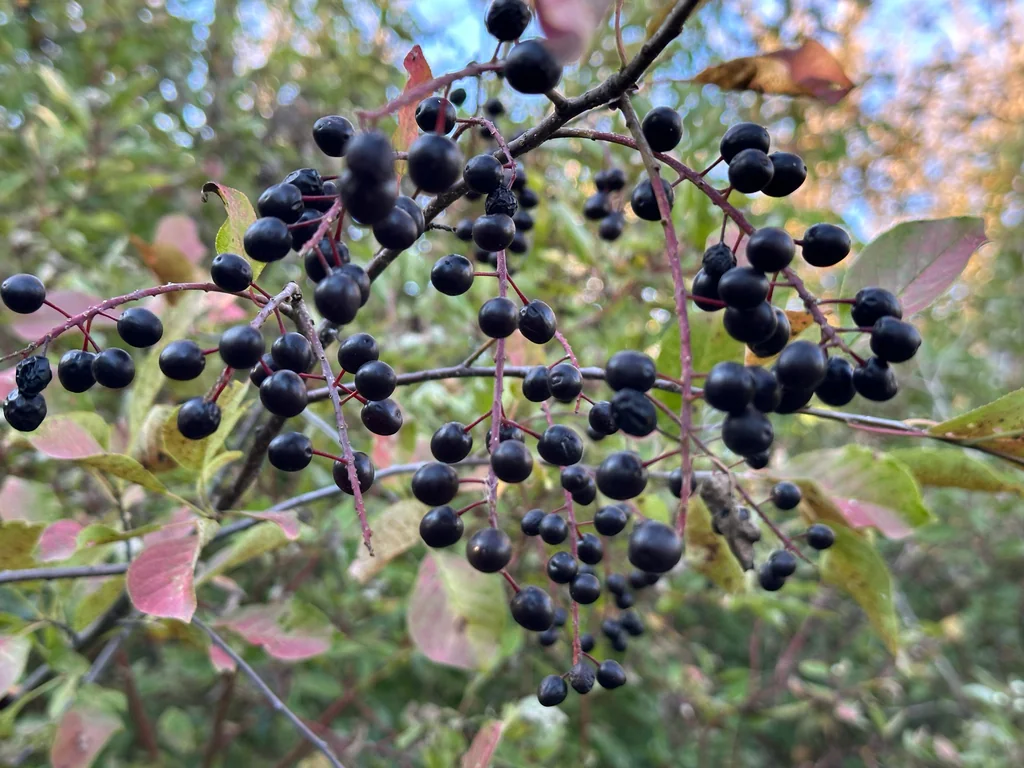 Prunus Virginiana