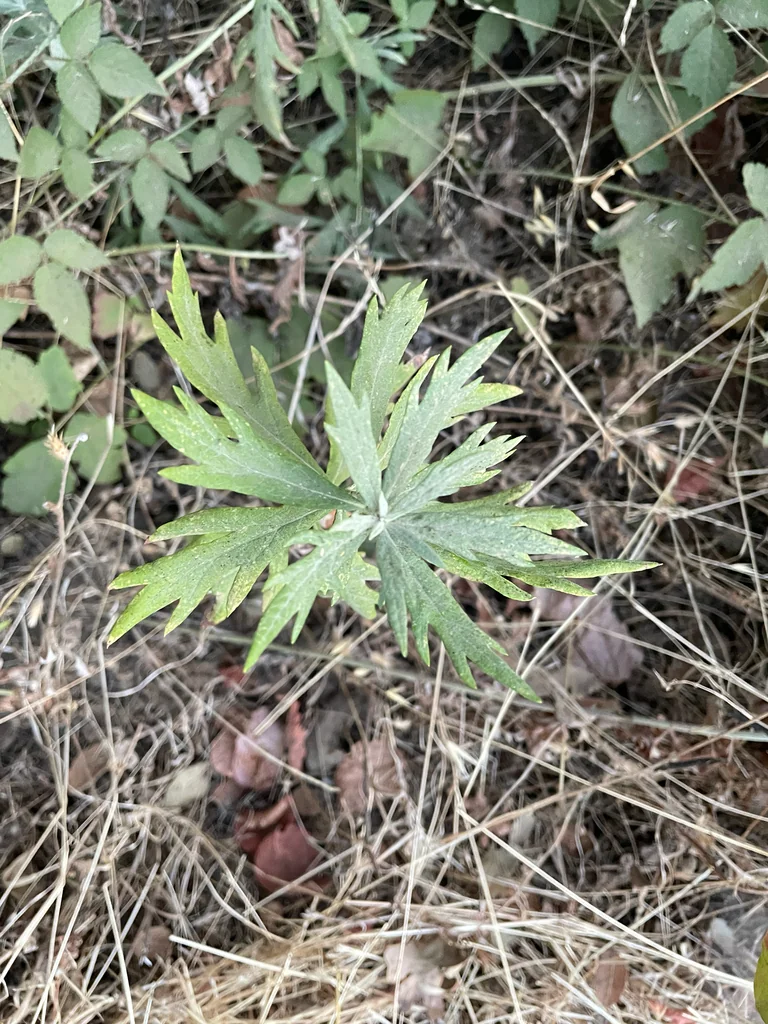 Artemisia Douglasiana