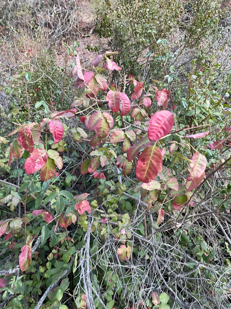 Toxicodendron Diversilobum