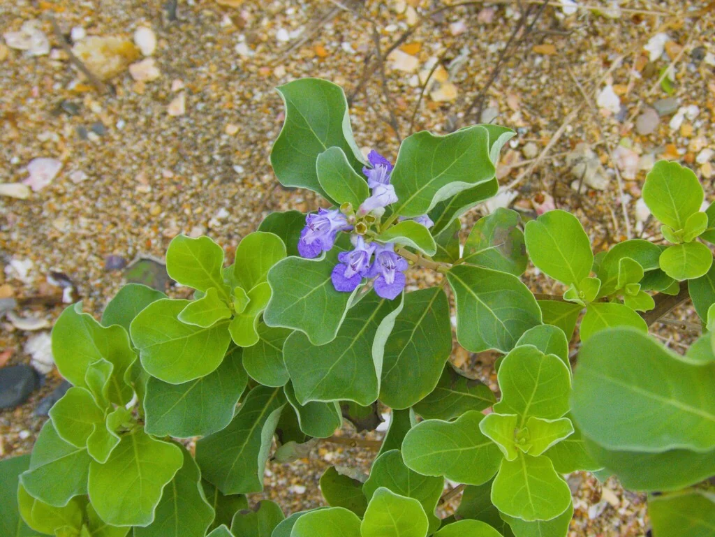 Vitex Rotundifolia