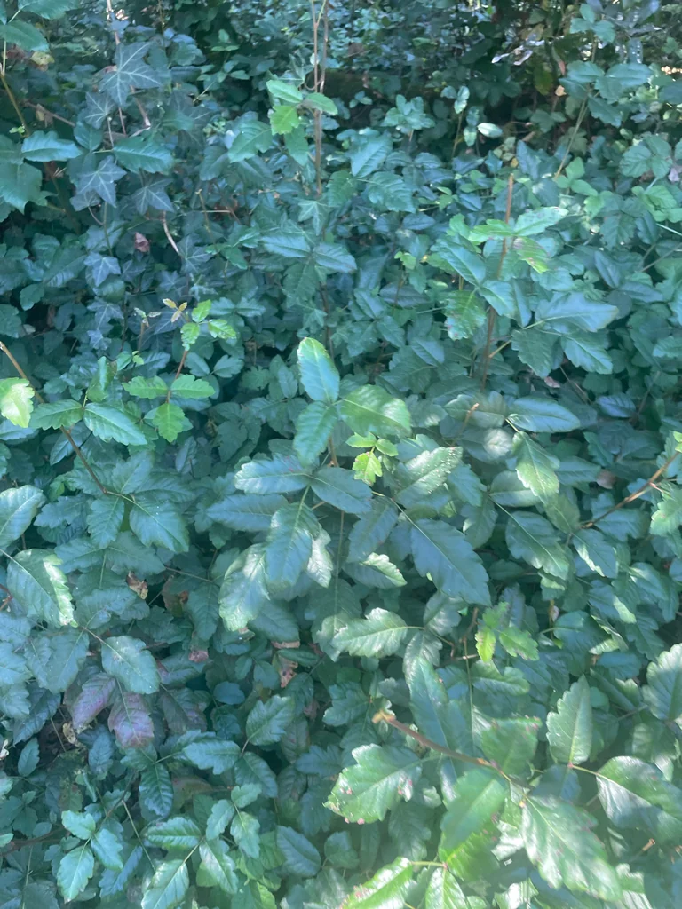 Toxicodendron Diversilobum