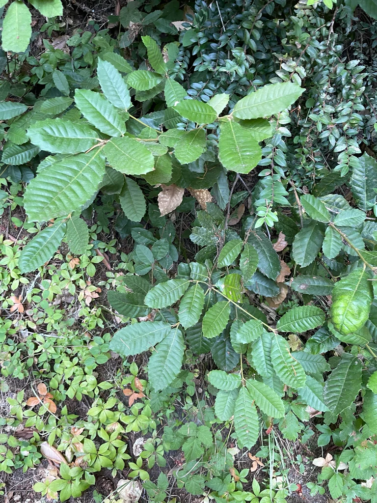 Notholithocarpus Densiflorus