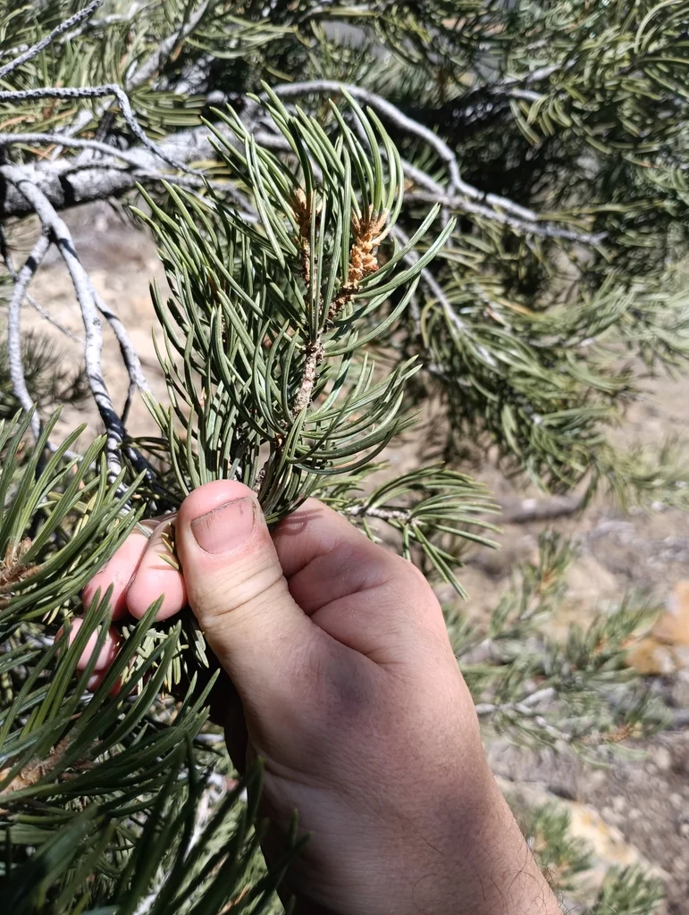 Pinus Edulis