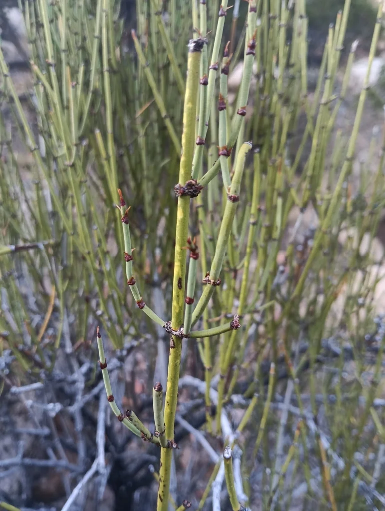 Ephedra Viridis