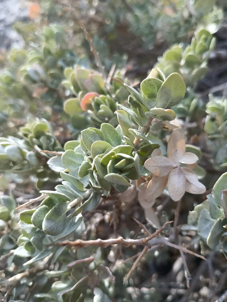 Atriplex Confertifolia