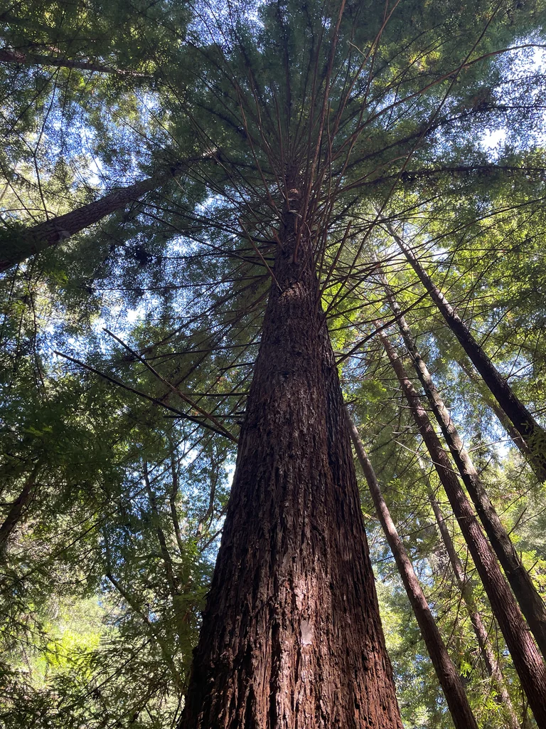 Sequoia sempervirens