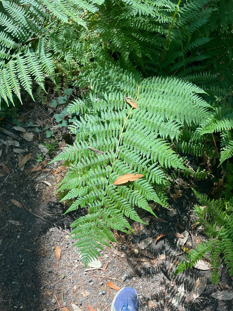 Athyrium filix-femina