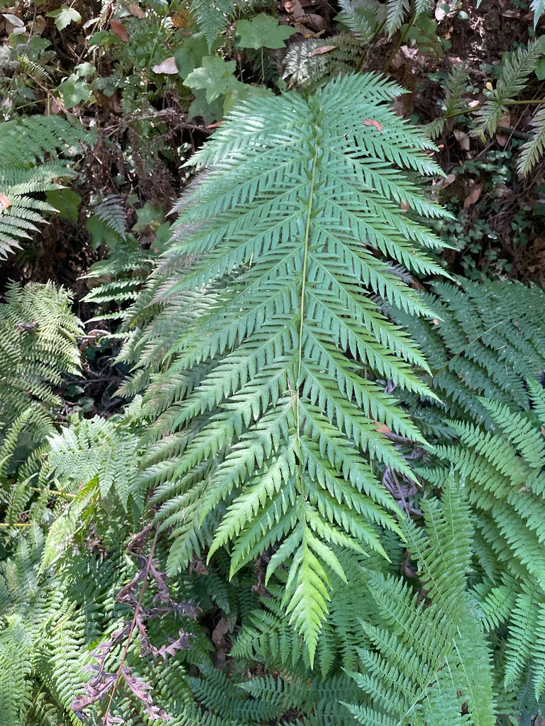 Woodwardia Fimbriata