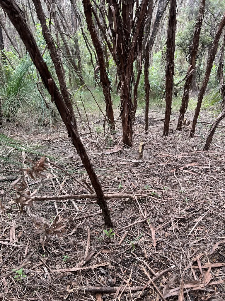 Leptospermum Scoparium