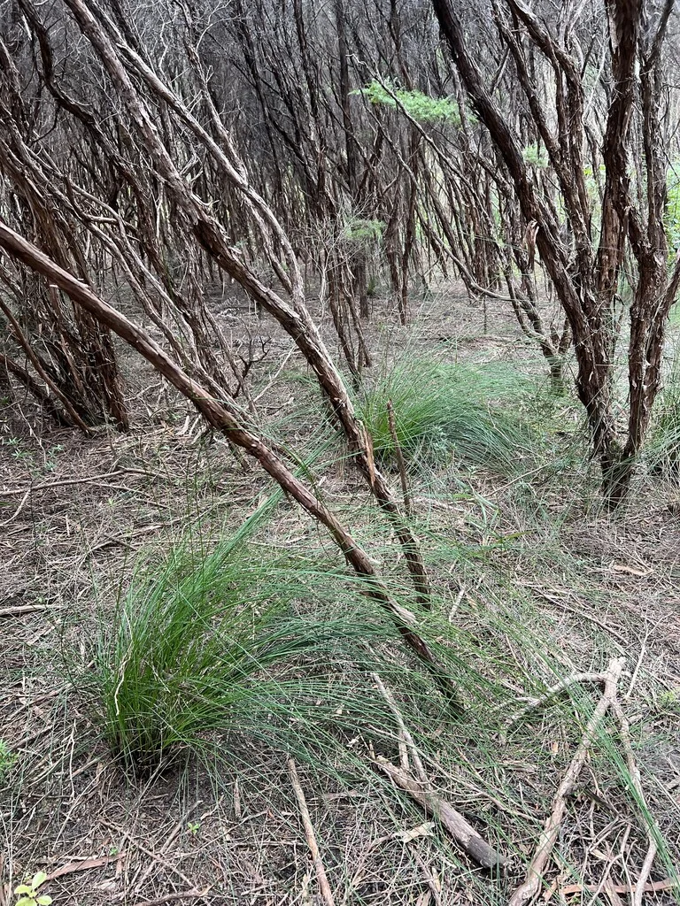 Leptospermum Scoparium