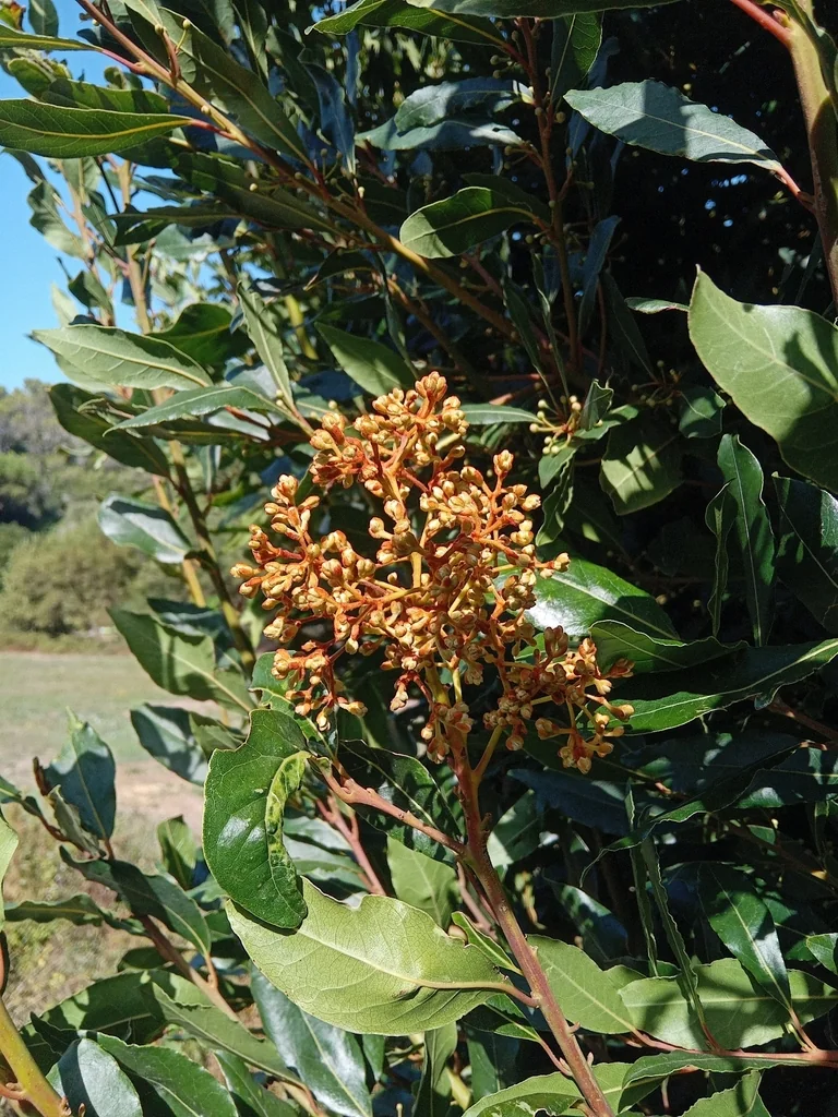 Laurus Nobilis