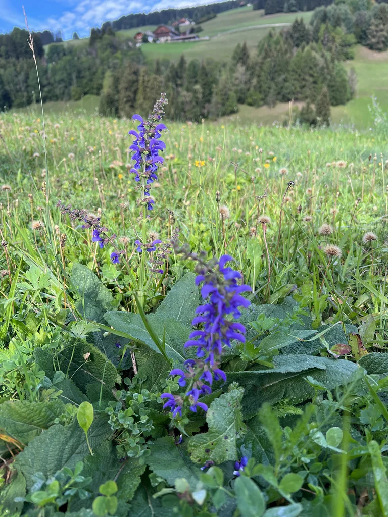 Salvia Pratensis
