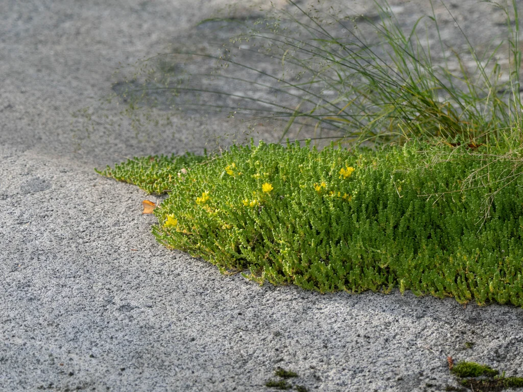 Sedum Acre