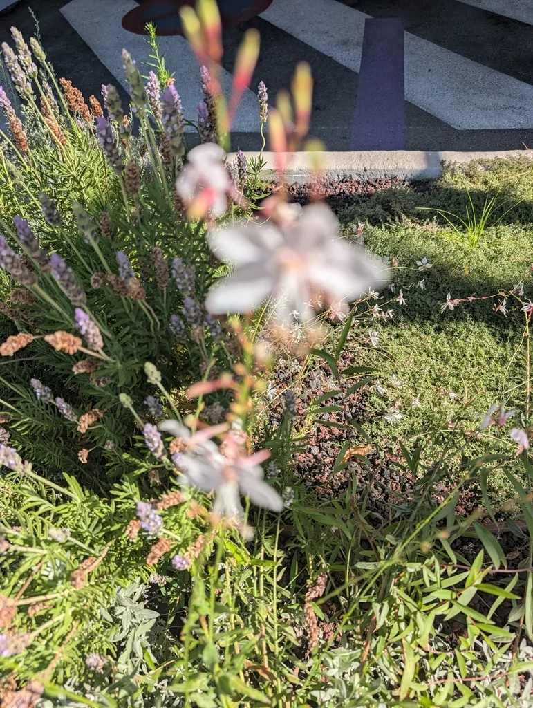 Oenothera lindheimeri