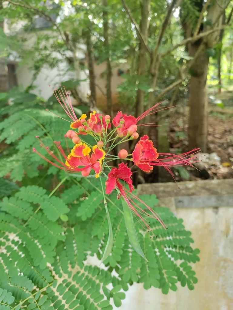 Caesalpinia Pulcherrima
