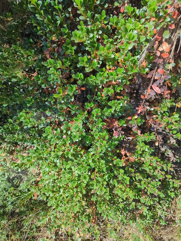 Arctostaphylos Uva-Ursi