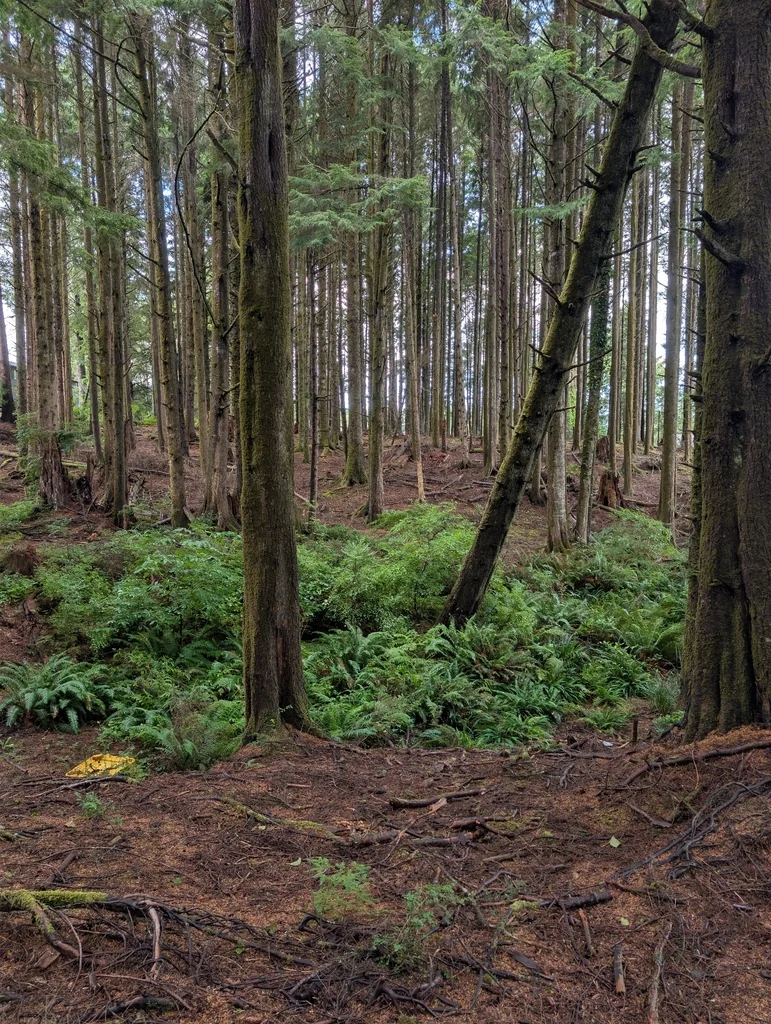 Polystichum Munitum