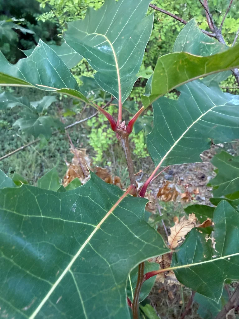 Quercus Shumardii