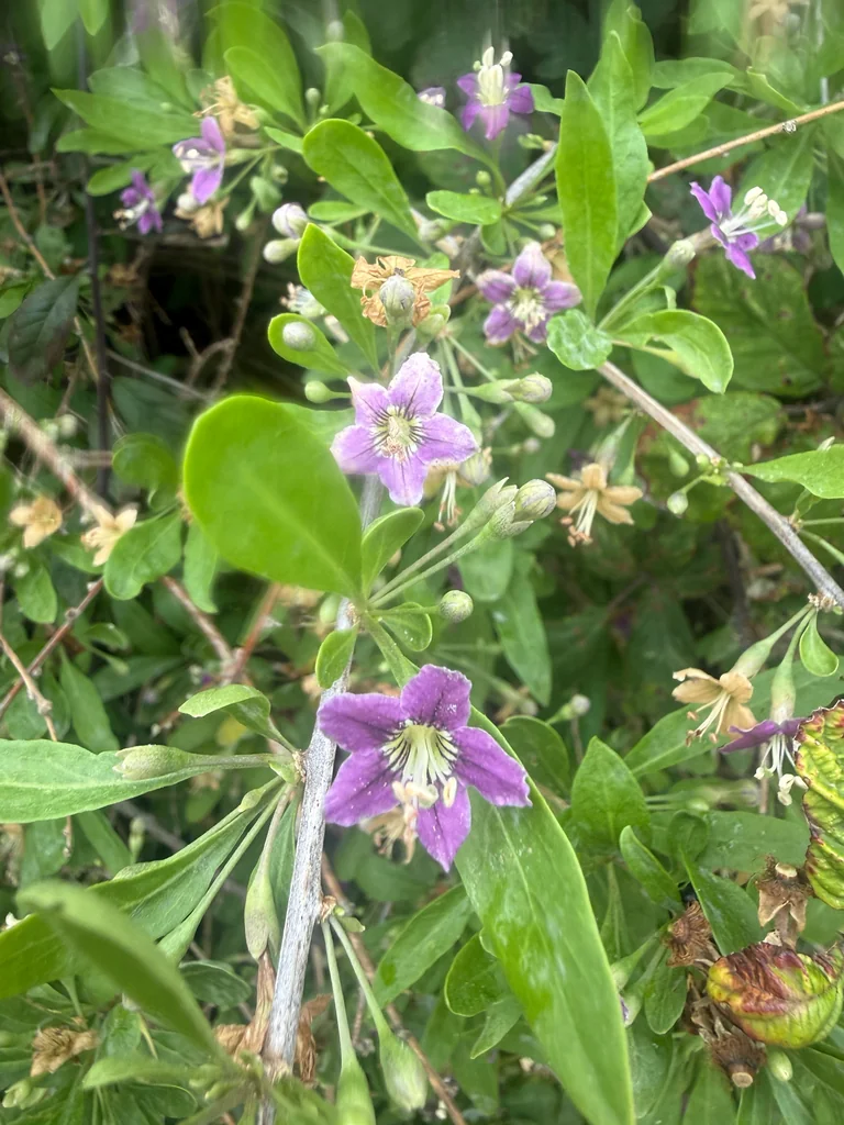 Lycium Barbarum