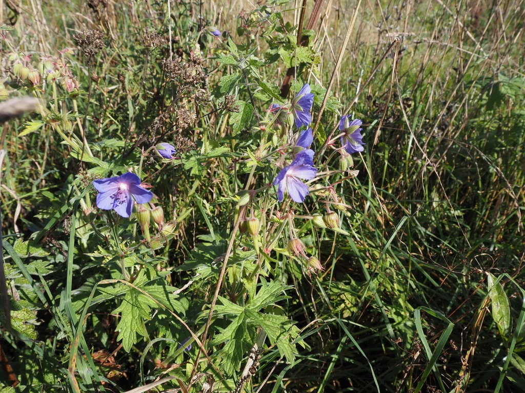 Geranium pratense