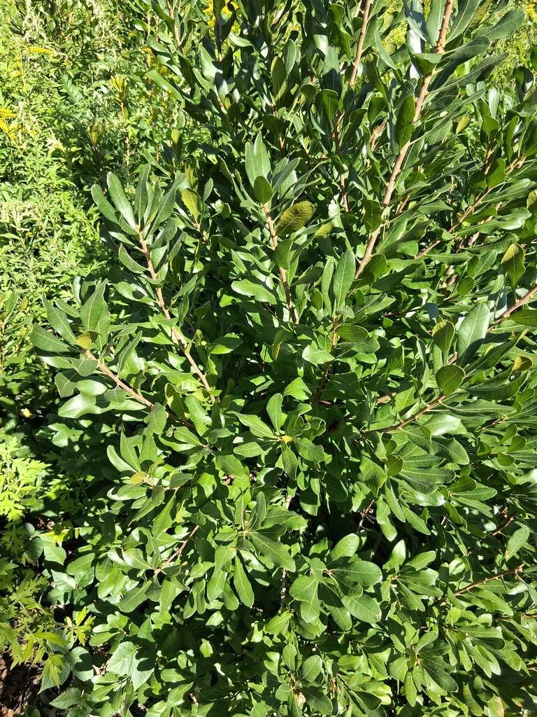 Myrica Pensylvanica