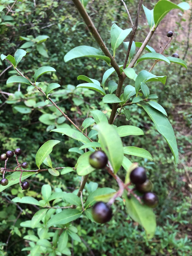 Ligustrum Vulgare