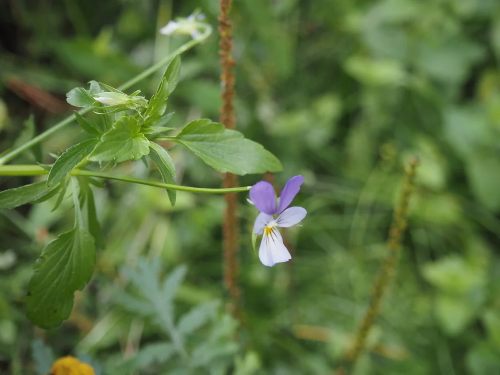 Viola Tricolor