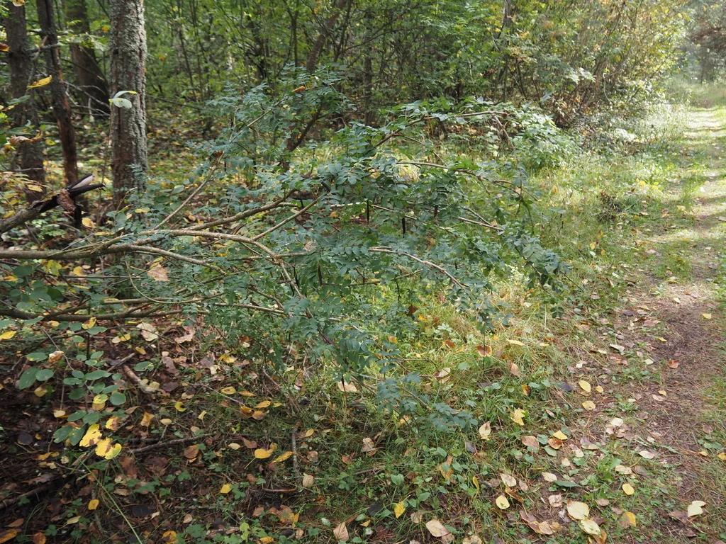 Caragana Arborescens