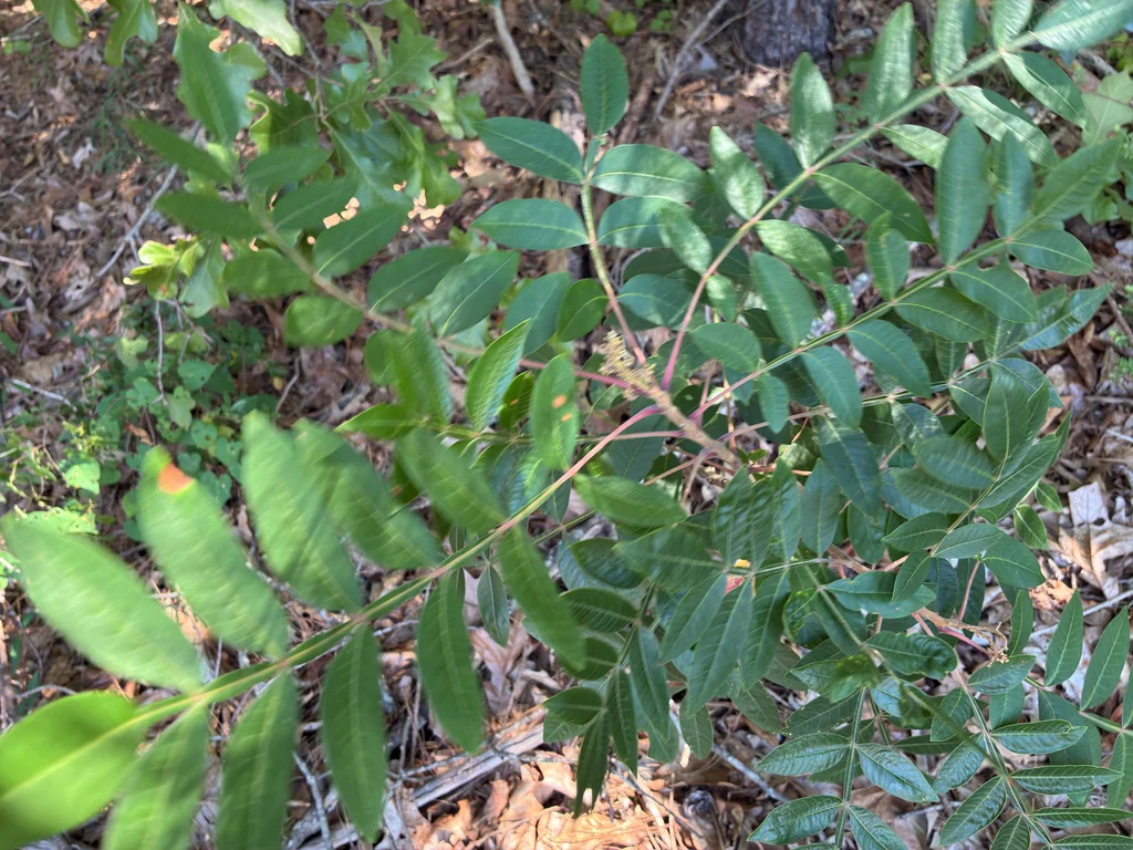 Rhus Copallina